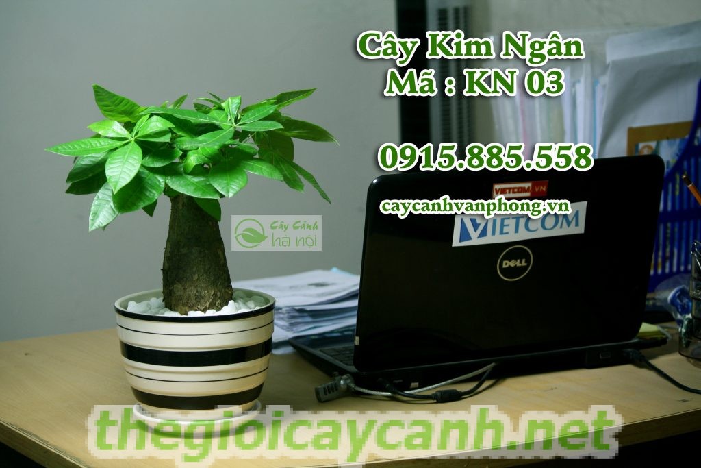 cây-kim-ngân-1-1024x683 Ý nghĩa phong thủy của cây kim ngân là gì và cách chăm sóc như thế nào tốt nhất?