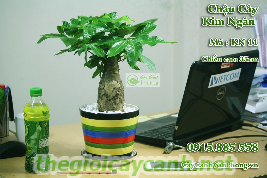 cây-kim-ngân-1-1024x683 Ý nghĩa phong thủy của cây kim ngân là gì và cách chăm sóc như thế nào tốt nhất?