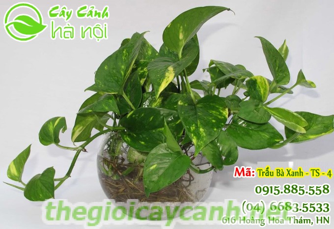 cây-trầu-bà-1024x768 Cây trầu bà ý nghĩa phong thủy và cách chăm sóc tốt nhất